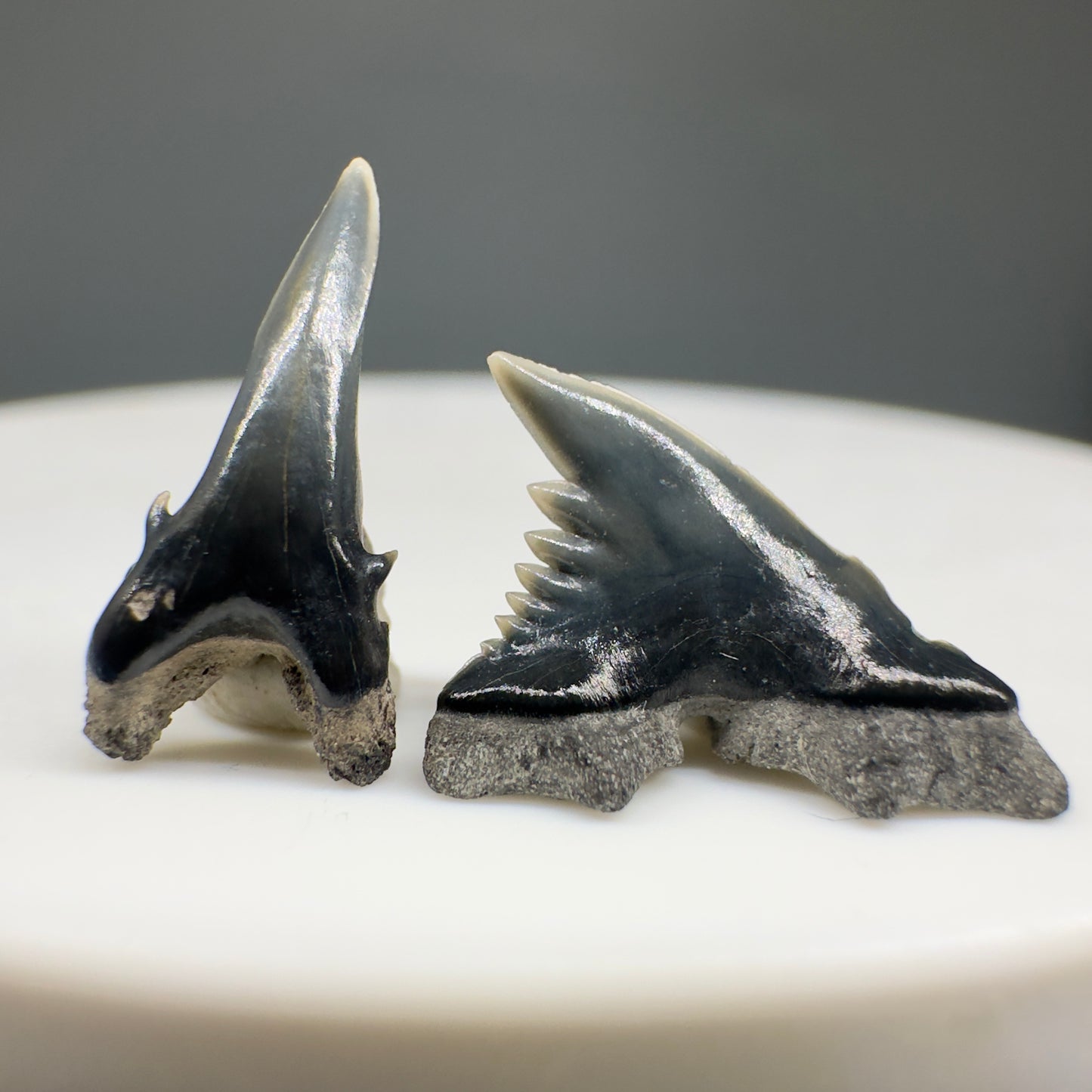 Hemipristis curvatus - Extinct Snaggletooth Shark Teeth - New Bern, NC - Back