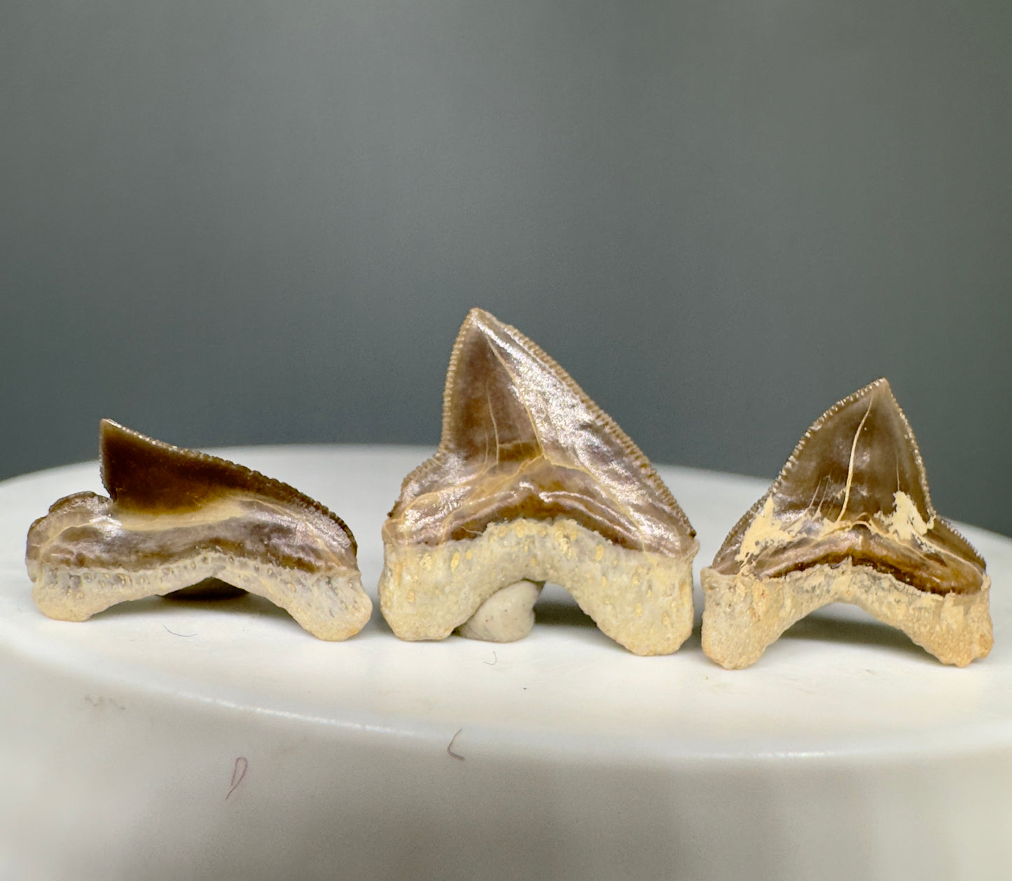 Squalicorax falcatus - Extinct Crow Shark Teeth - Back