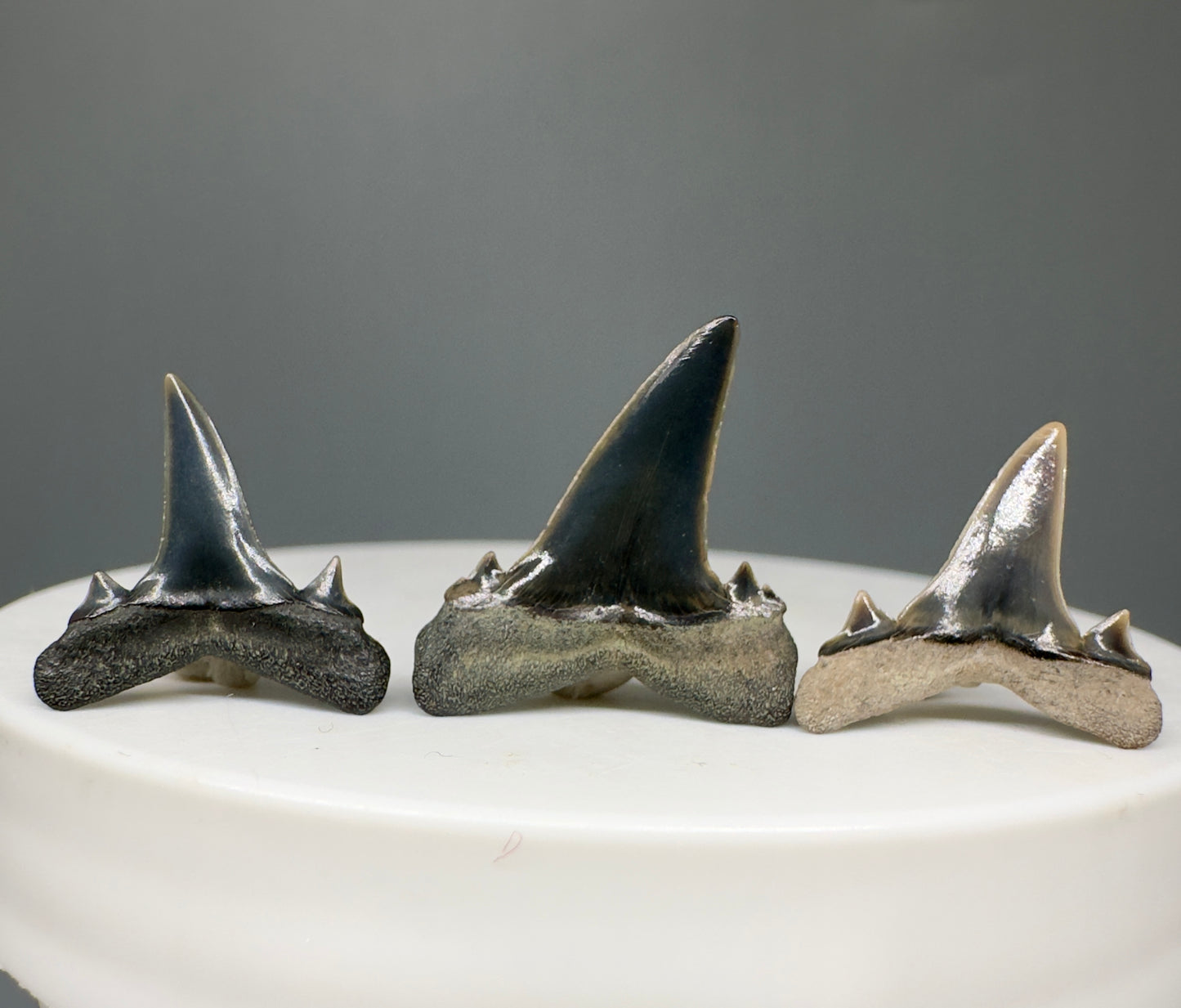 Brachycarcharias lerichei - Extinct Sand Tiger Shark Teeth - Back