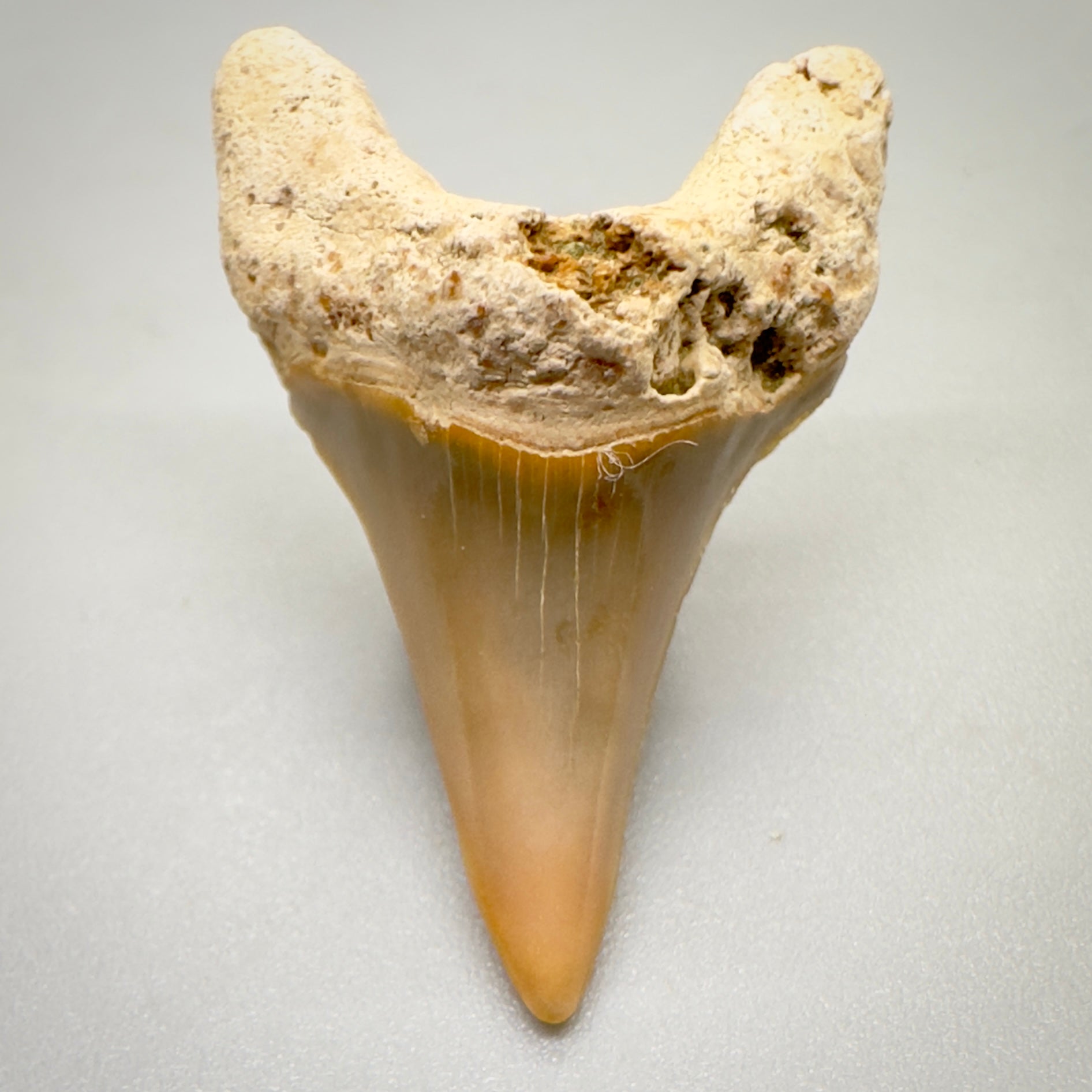 1.25 inches Parotodus sp fossil shark tooth from Summerville, SC R502 front down