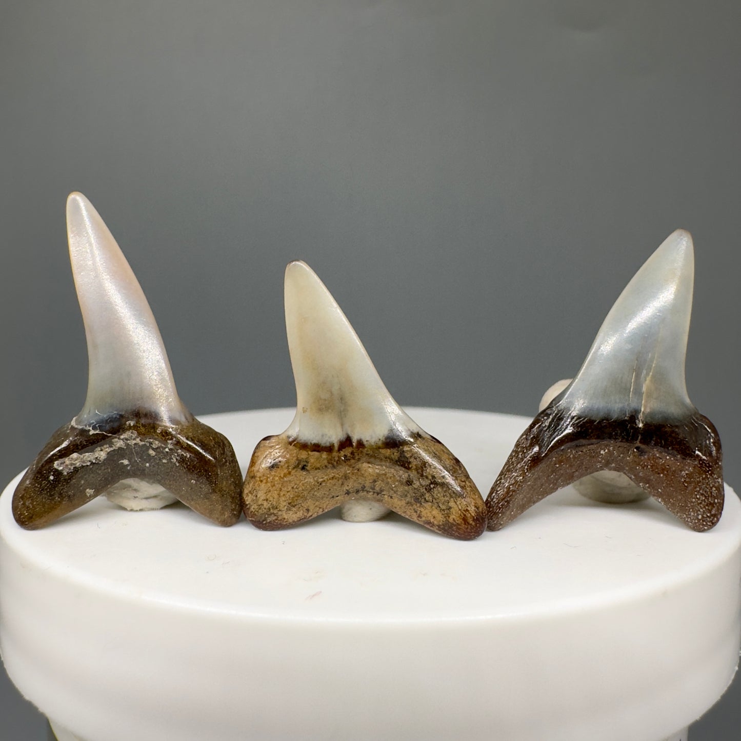 Isurus oxyrinchus - Shortfin Mako Shark teeth - Back