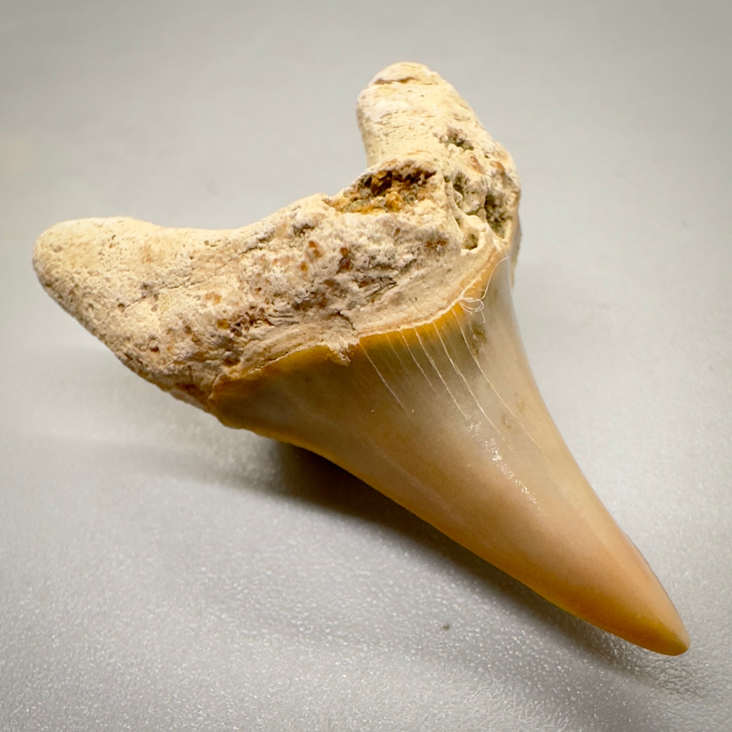 1.25 inches Parotodus sp fossil shark tooth from Summerville, SC R502 front left
