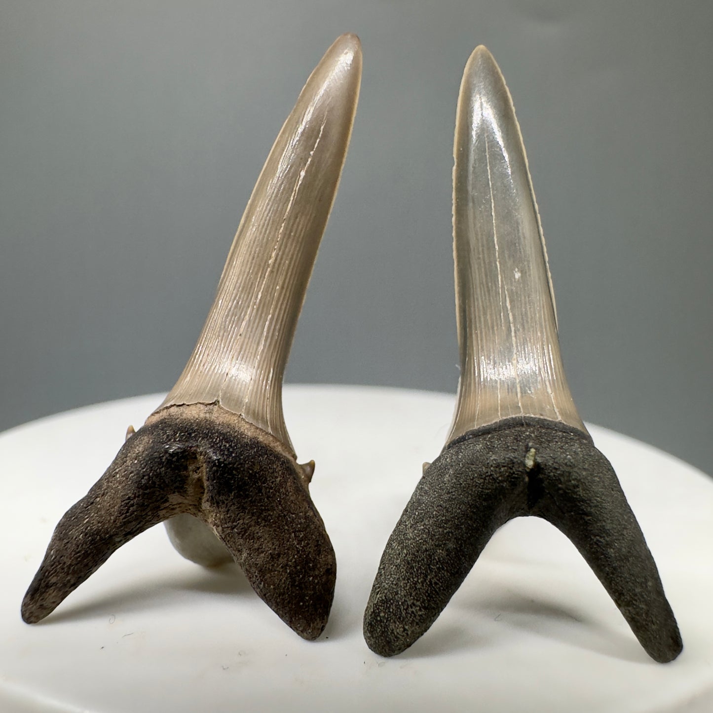 Striatolamia macrota - Extinct Sand Tiger Shark Teeth - Front