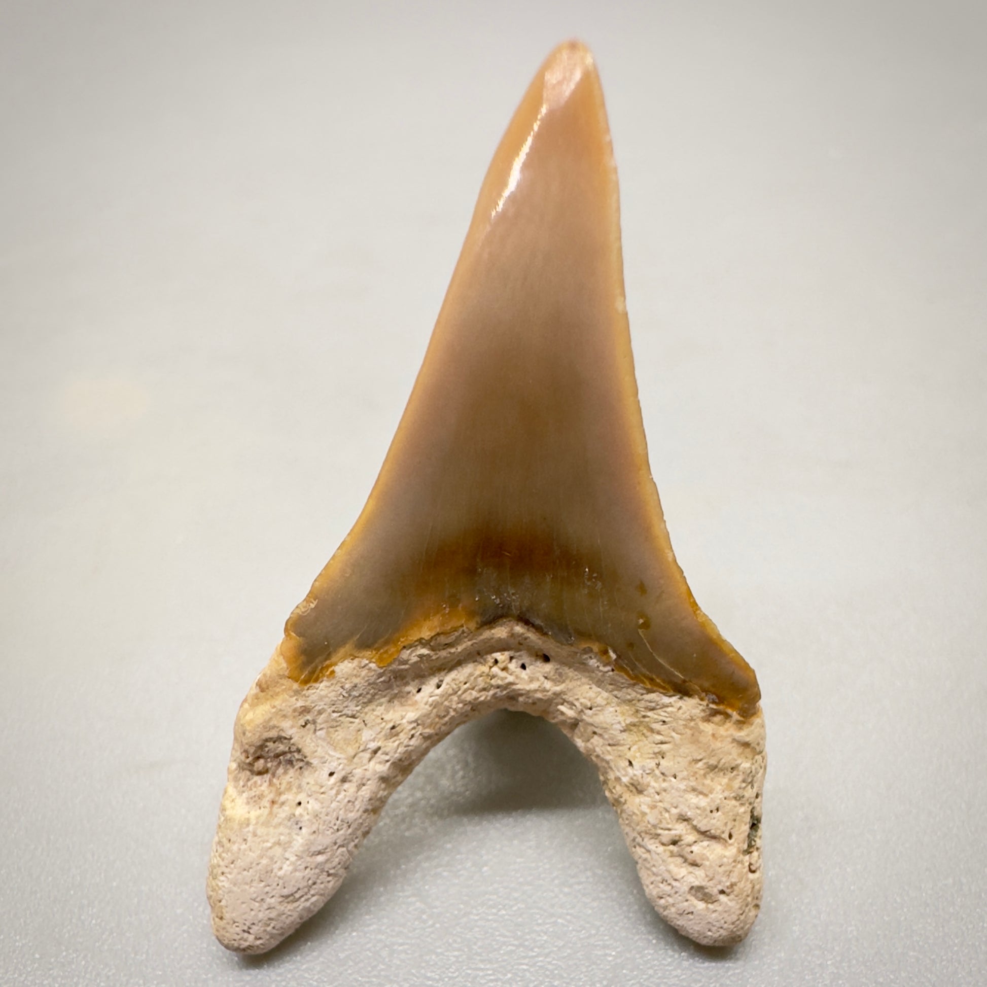 1.25 inches Parotodus sp fossil shark tooth from Summerville, SC R502 back