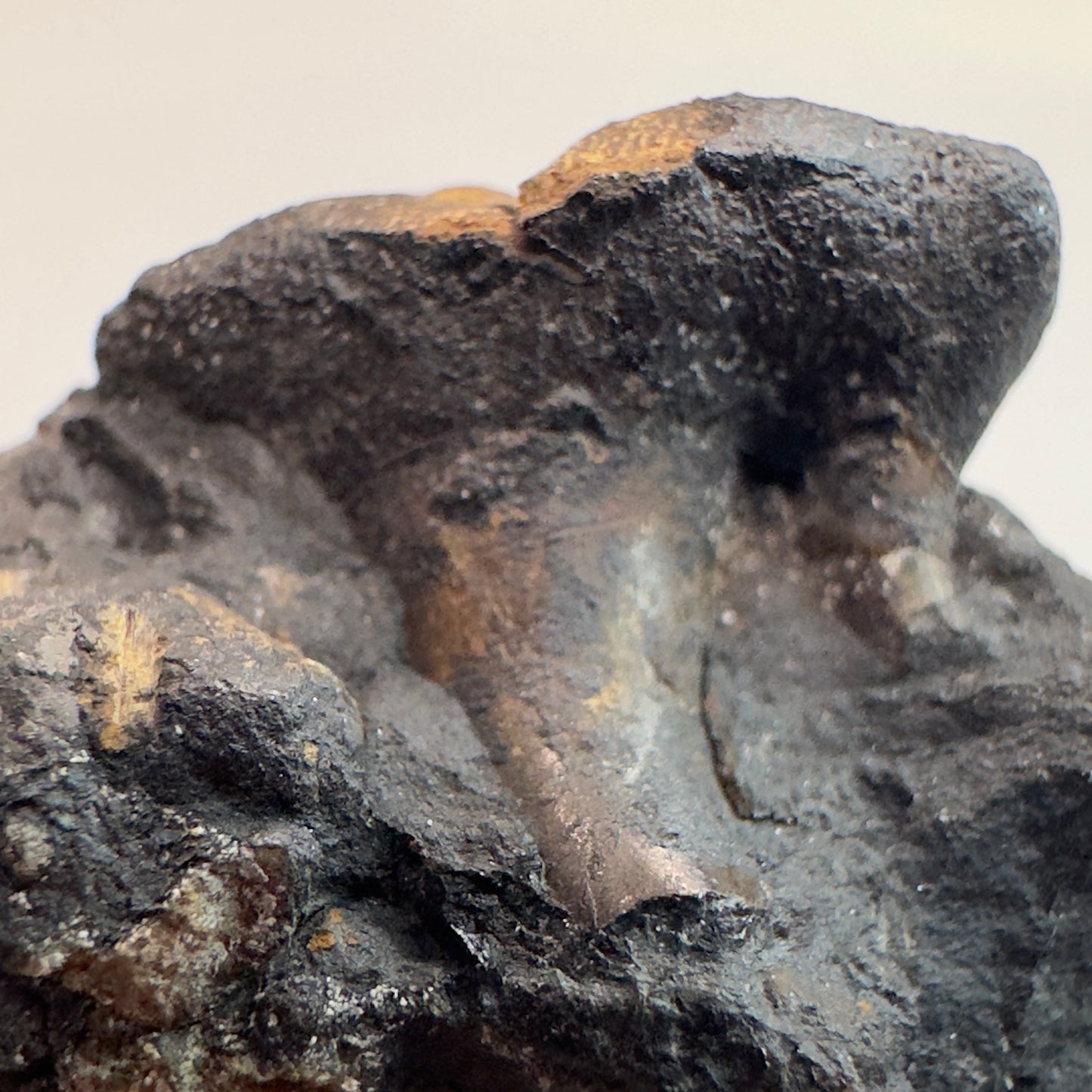 In Matrix Fossil Extinct Xenacanth Shark Tooth from Edinburg, Scotland - Rare Specimen, 310+ million years old