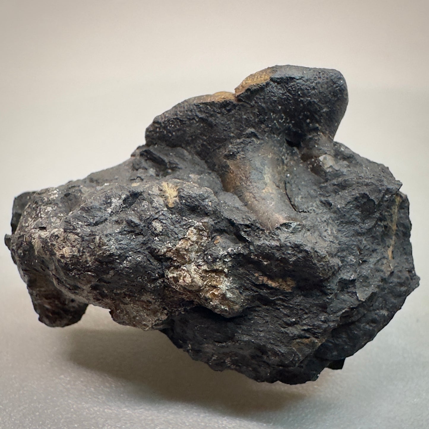 1.57 inches wide Extinct Xenacanth Shark tooth from Edinburgh, Scotland R506 front