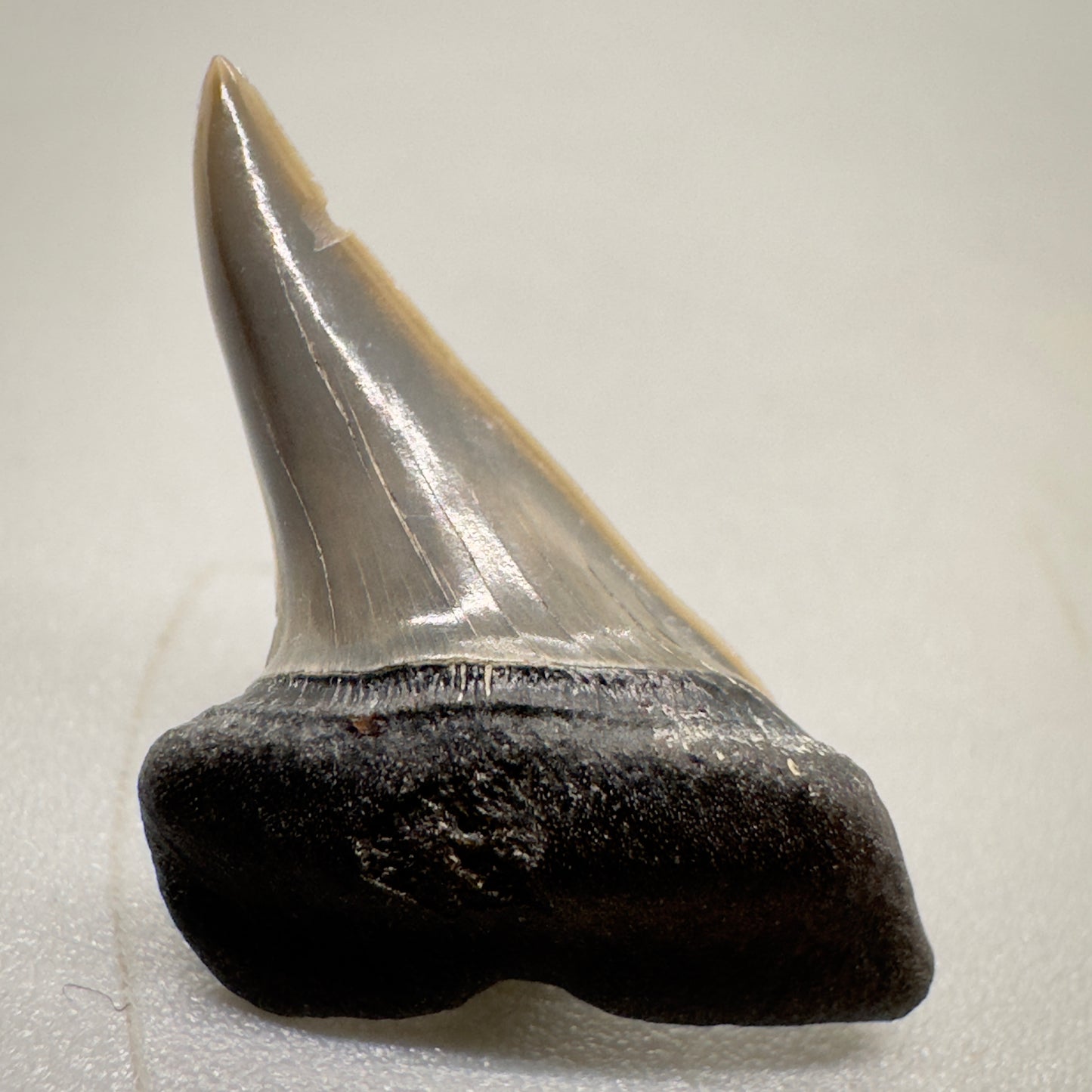 0.87 inches Xiphodolamia ensis - Extinct Mackerel Fossil Shark tooth from Western Kazakhstan R507 front