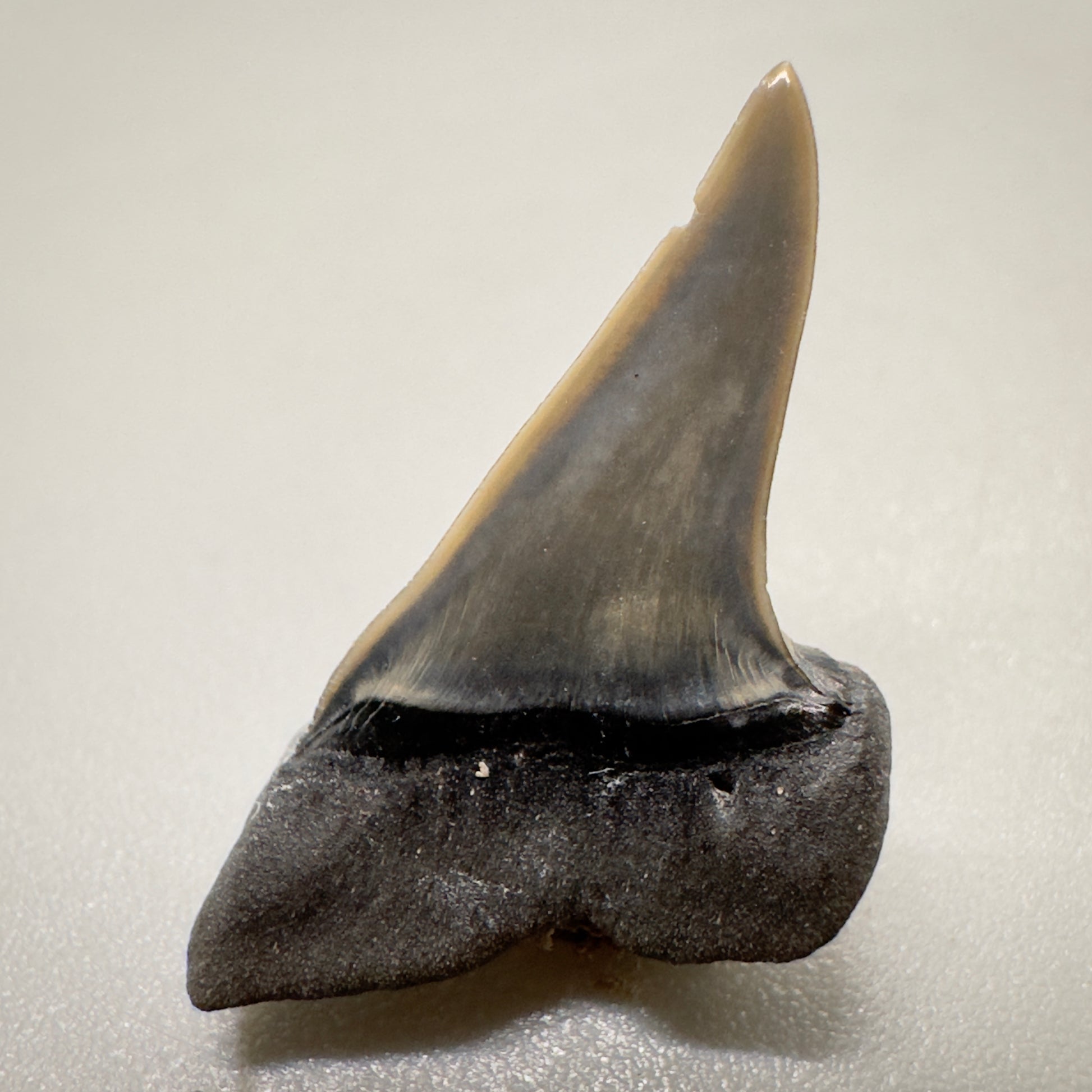 0.87 inches Xiphodolamia ensis - Extinct Mackerel Fossil Shark tooth from Western Kazakhstan R507 back