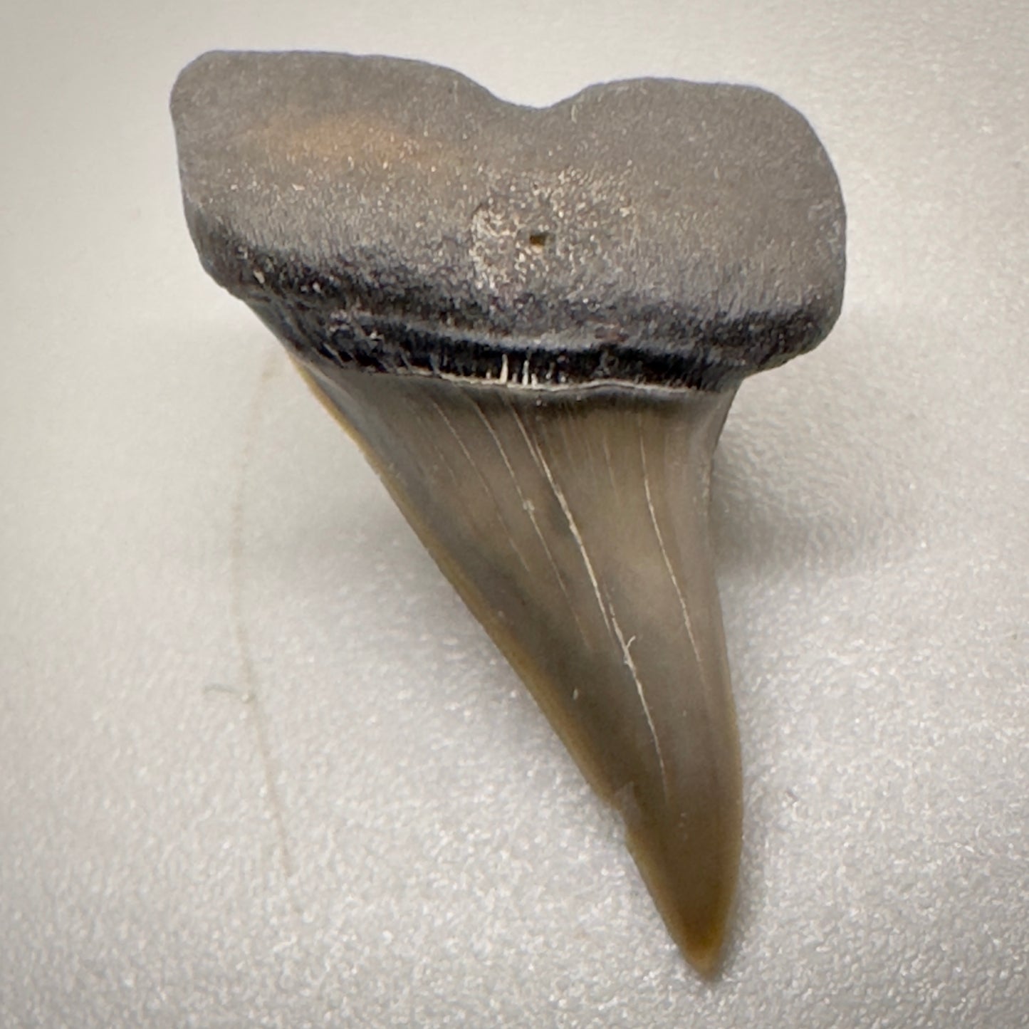 0.87 inches Xiphodolamia ensis - Extinct Mackerel Fossil Shark tooth from Western Kazakhstan R507 front down