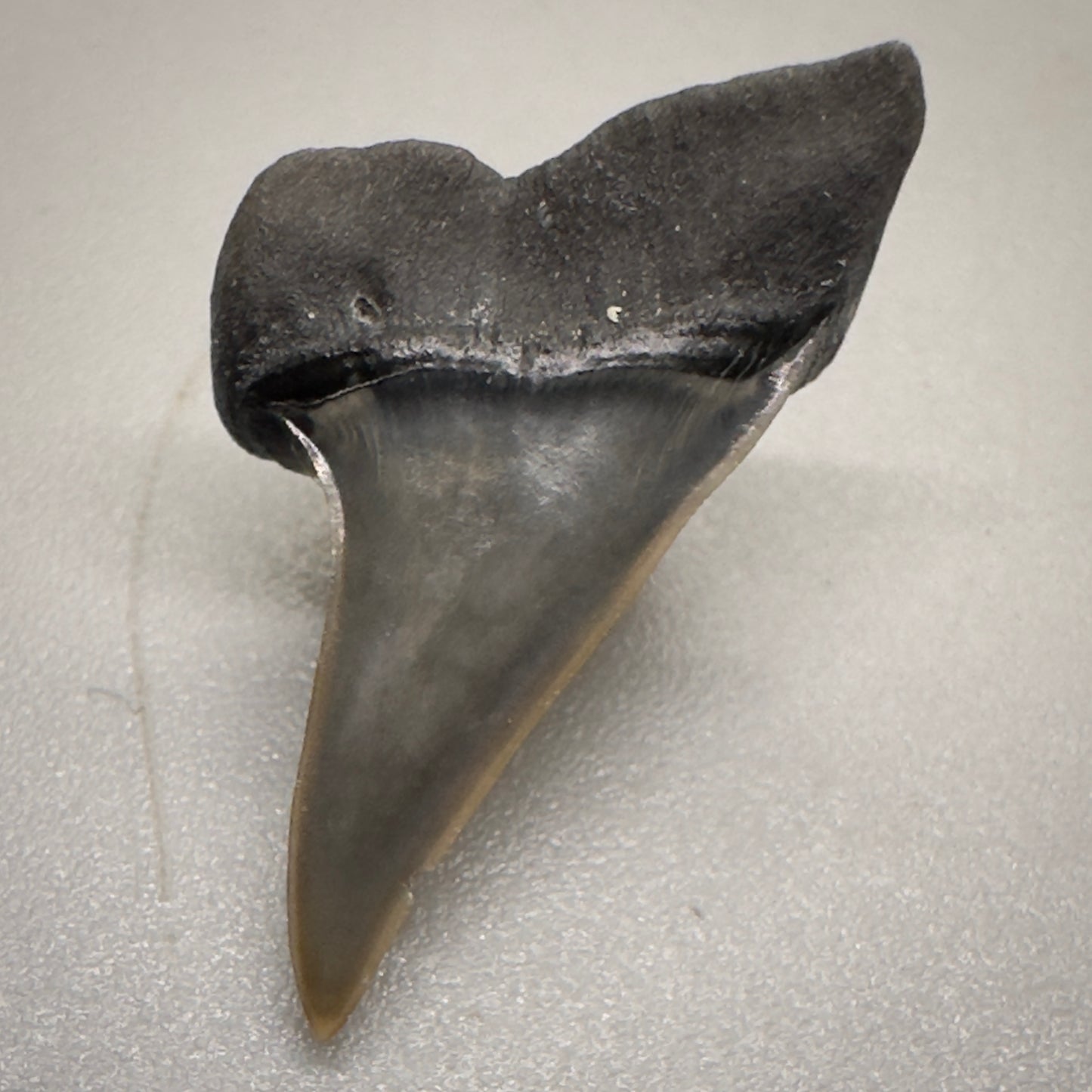 0.87 inches Xiphodolamia ensis - Extinct Mackerel Fossil Shark tooth from Western Kazakhstan R507 back down