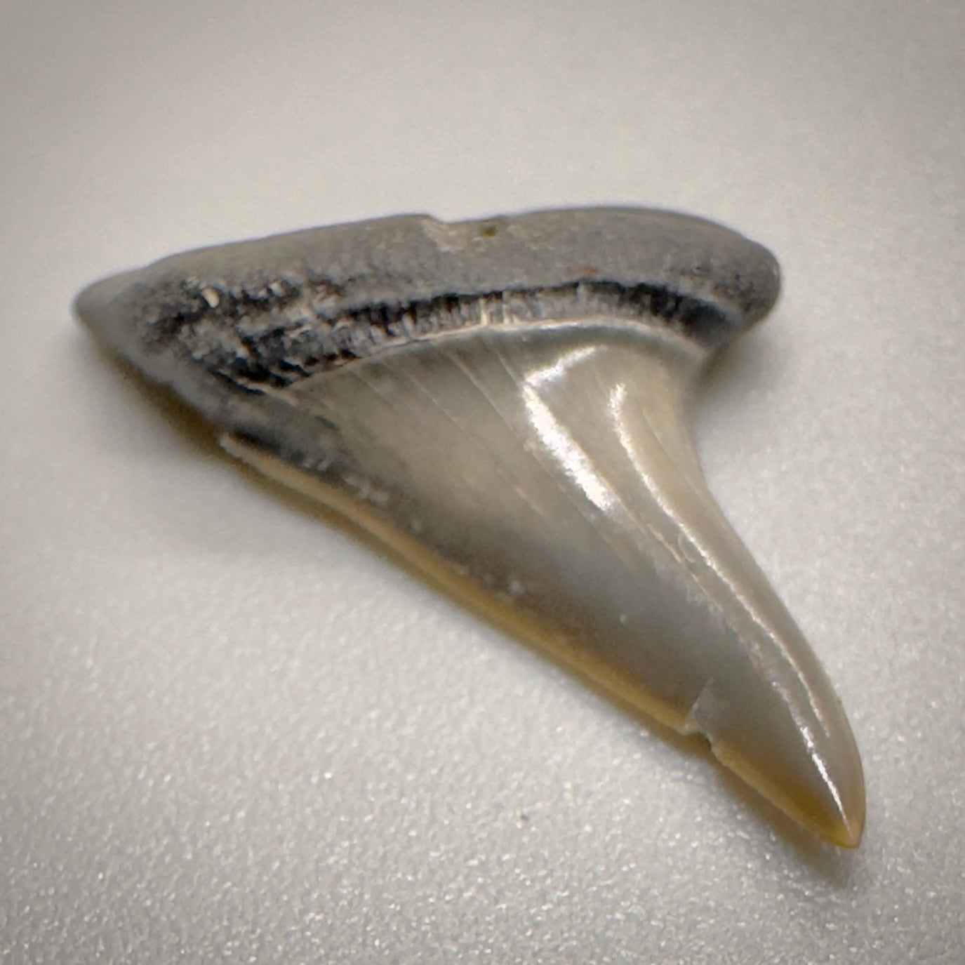 0.87 inches Xiphodolamia ensis - Extinct Mackerel Fossil Shark tooth from Western Kazakhstan R507 front left