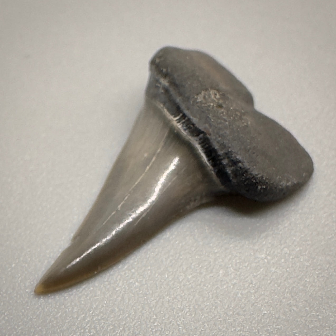 0.87 inches Xiphodolamia ensis - Extinct Mackerel Fossil Shark tooth from Western Kazakhstan R507 front right