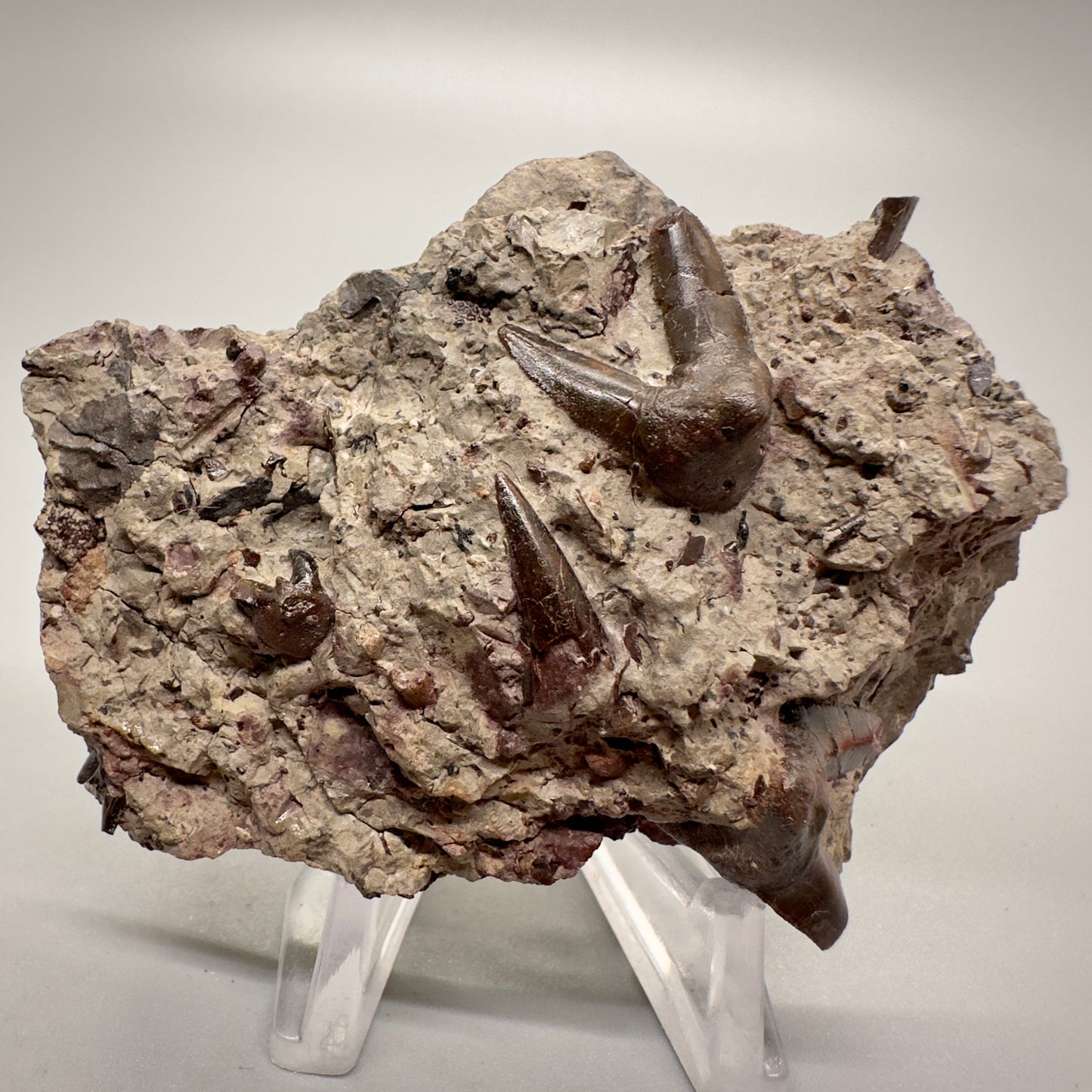 2.81 inches wide In Matrix Fossil Xenacanthus (Orthacanthus) texensis Shark Teeth from Jefferson County, OK R510 front