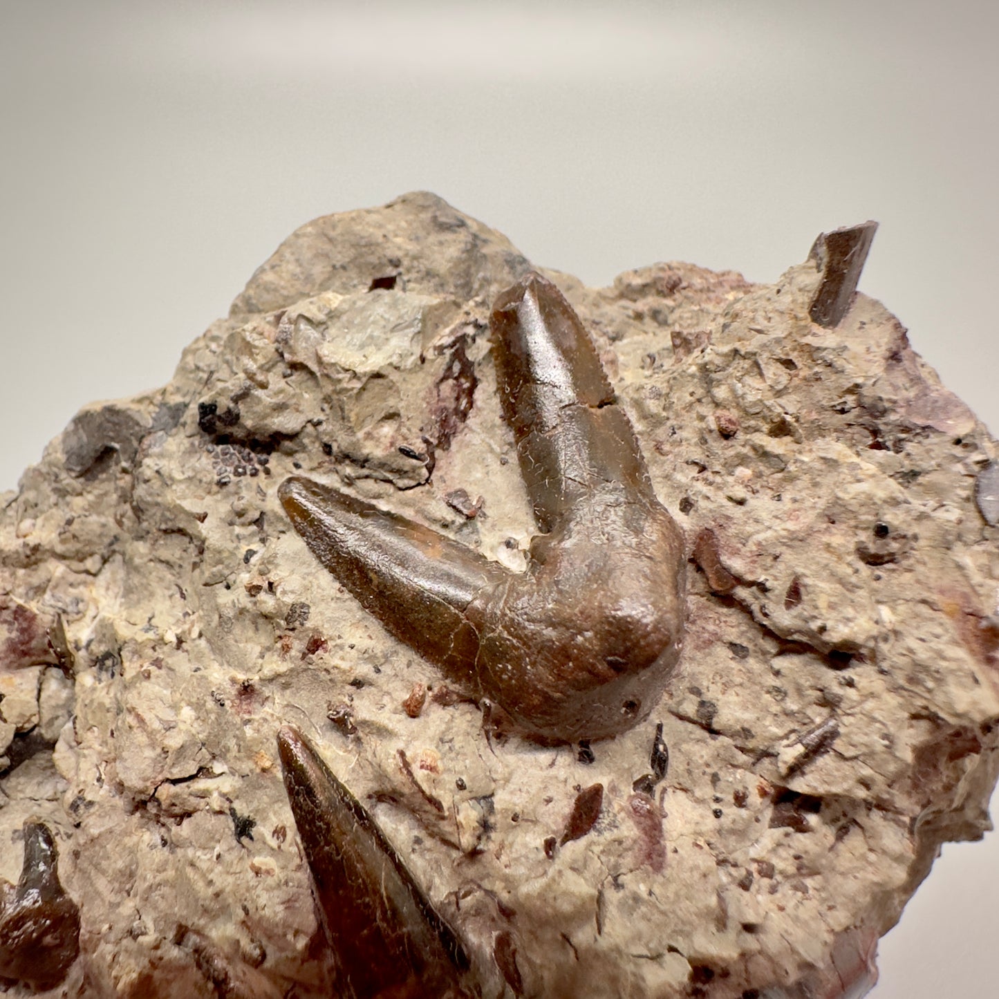 2.81 inches wide In Matrix Fossil Xenacanthus (Orthacanthus) texensis Shark Teeth from Jefferson County, OK R510 close up whole tooth