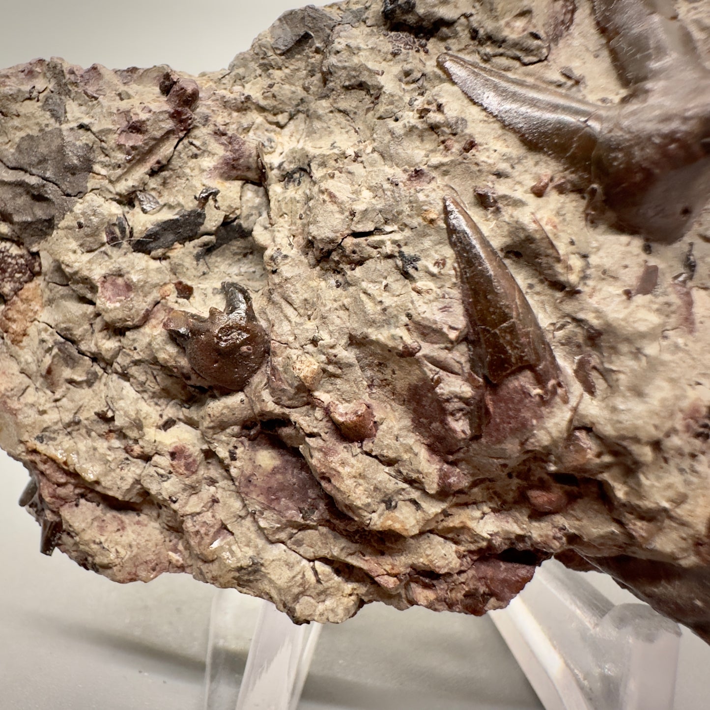 2.81 inches wide In Matrix Fossil Xenacanthus (Orthacanthus) texensis Shark Teeth from Jefferson County, OK R510 front close up little tooth