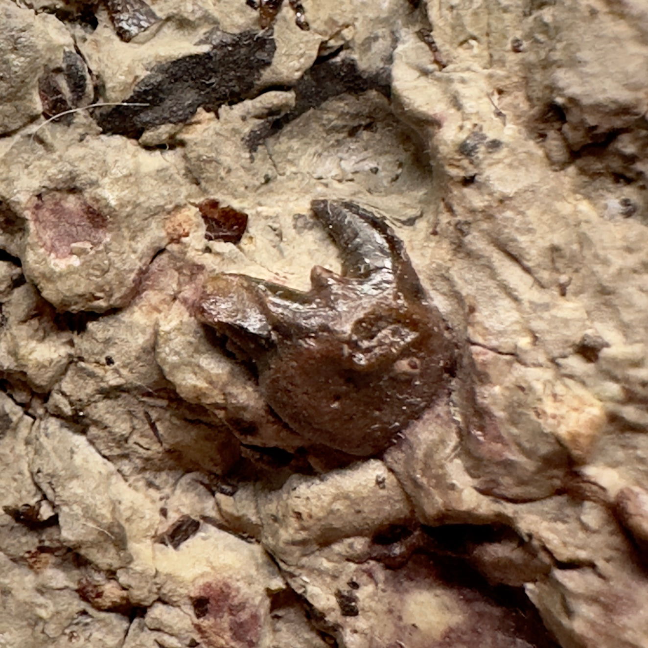 In Matrix, Fossil Xenacanthus (Orthacanthus) texensis Shark Teeth from Jefferson County, OK - Rare Specimen, 275 million years old