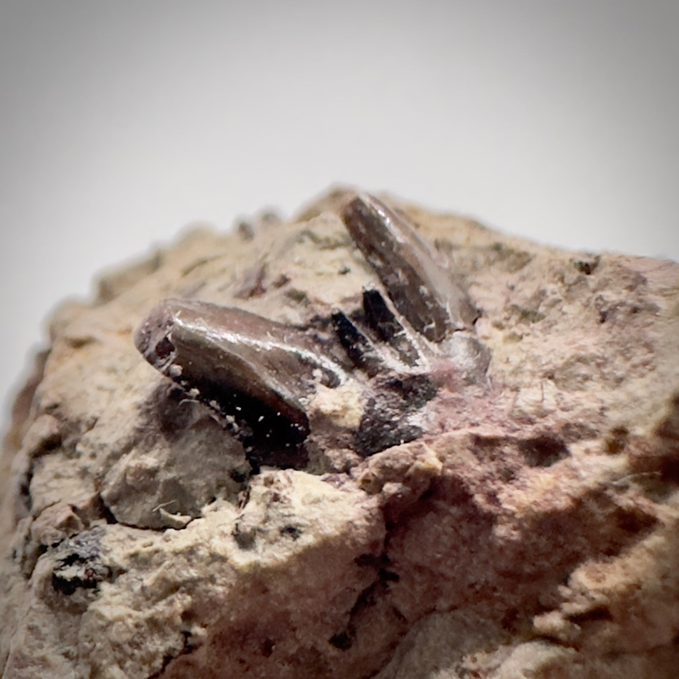 2.81 inches wide In Matrix Fossil Xenacanthus (Orthacanthus) texensis Shark Teeth from Jefferson County, OK R510 front partial tooth