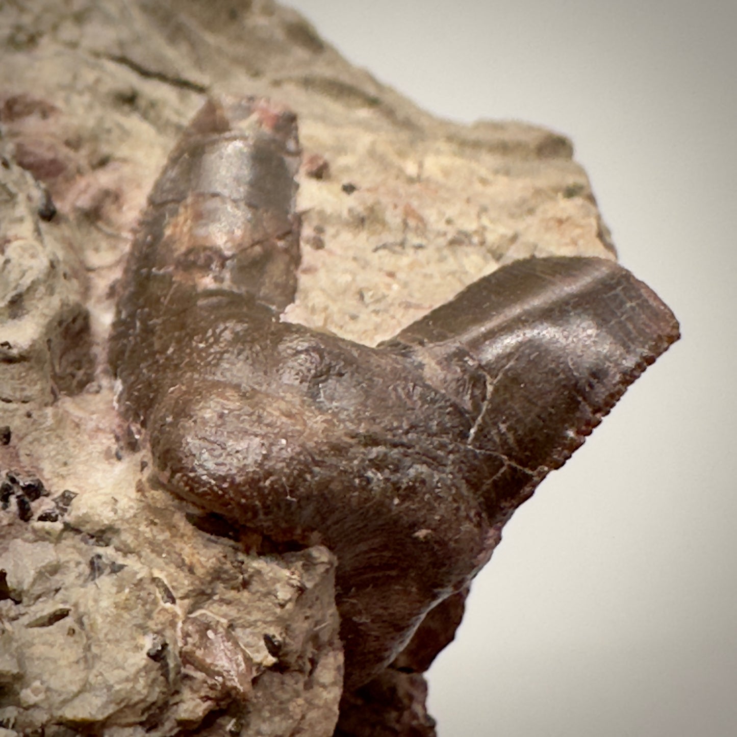 2.81 inches wide In Matrix Fossil Xenacanthus (Orthacanthus) texensis Shark Teeth from Jefferson County, OK R510 front partial tooth lower