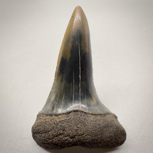 1.59 inches Fossil Isurus escheri - Extinct Serrated Mako Shark Tooth from Mill, The Netherlands R511 front