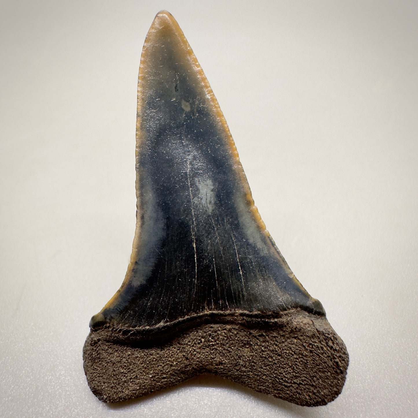 1.59 inches Fossil Isurus escheri - Extinct Serrated Mako Shark Tooth from Mill, The Netherlands R511 back