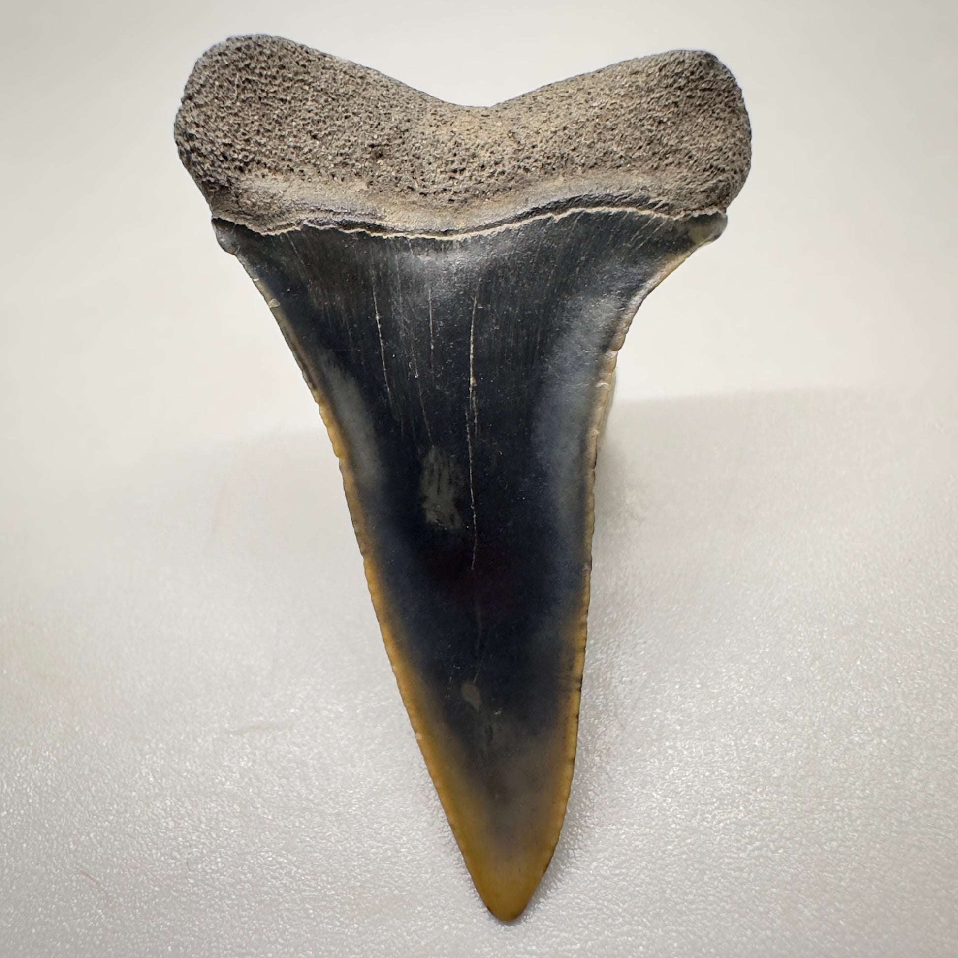1.59 inches Fossil Isurus escheri - Extinct Serrated Mako Shark Tooth from Mill, The Netherlands R511 back down