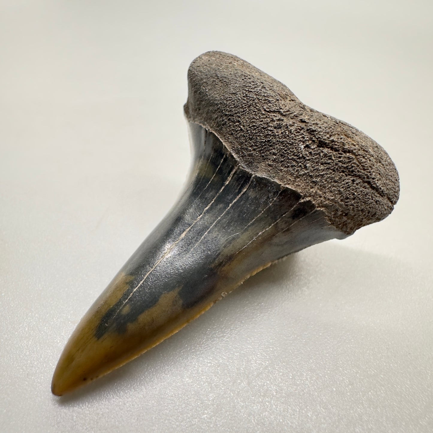 1.59 inches Fossil Isurus escheri - Extinct Serrated Mako Shark Tooth from Mill, The Netherlands R511 front right