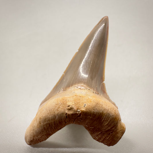 1.52" Fossil Cretoxyrhina mantelli - Extinct Ginsu Shark Tooth from Tarrant County, TX R512 front