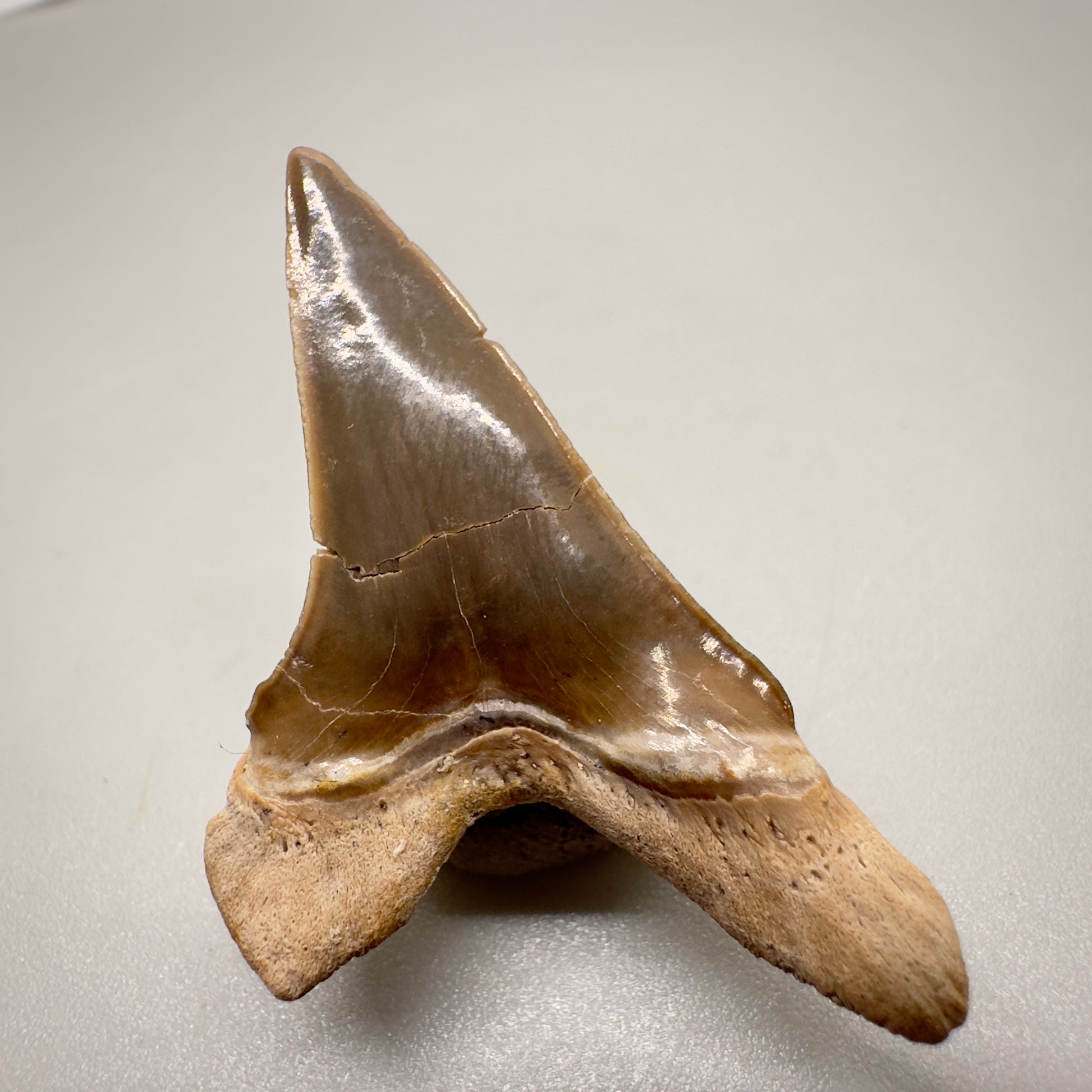 1.52" Fossil Cretoxyrhina mantelli - Extinct Ginsu Shark Tooth from Tarrant County, TX R512 back