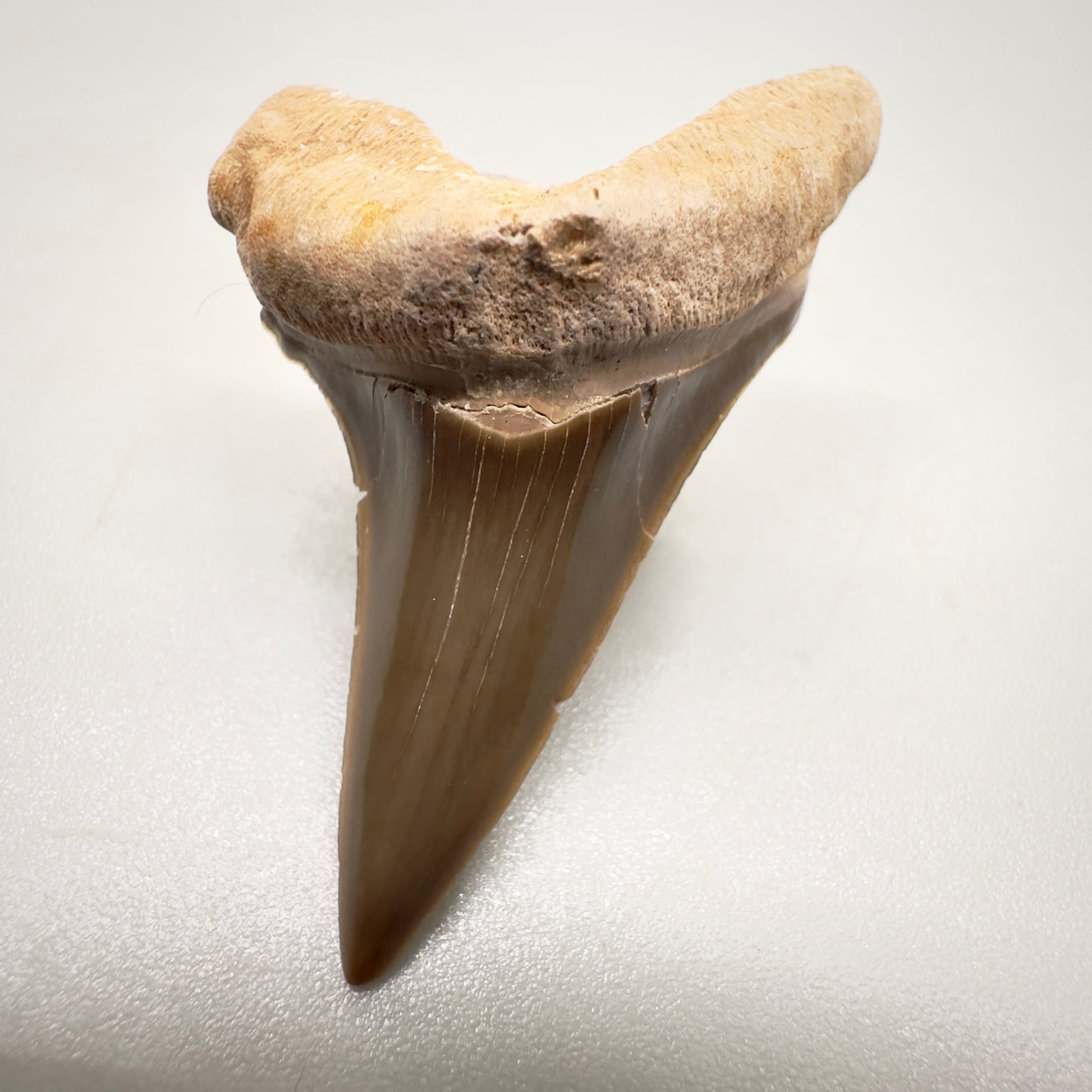 1.52" Fossil Cretoxyrhina mantelli - Extinct Ginsu Shark Tooth from Tarrant County, TX R512 front down