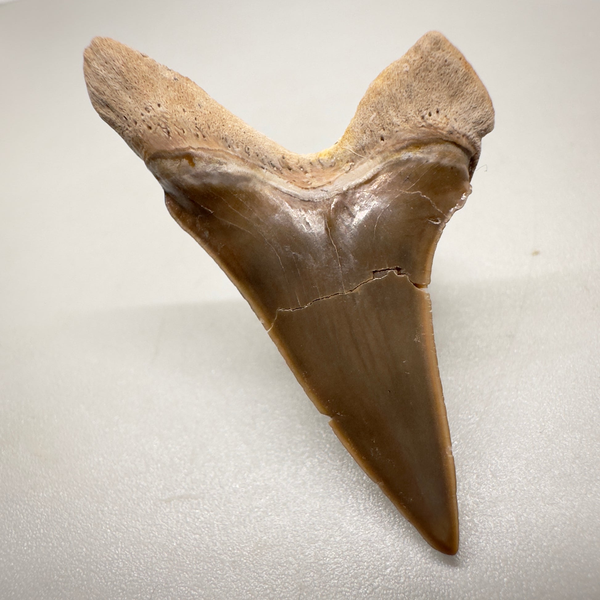 1.52" Fossil Cretoxyrhina mantelli - Extinct Ginsu Shark Tooth from Tarrant County, TX R512 back down
