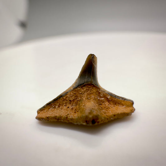 0.43" wide Fossil Squatina angeloides - Angel Shark Tooth from Mainz Basin, Germany R513 front