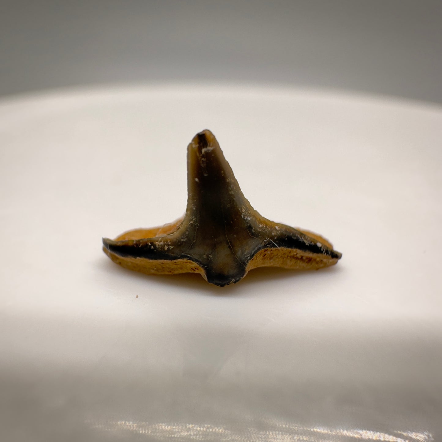 0.43" wide Fossil Squatina angeloides - Angel Shark Tooth from Mainz Basin, Germany R513 back