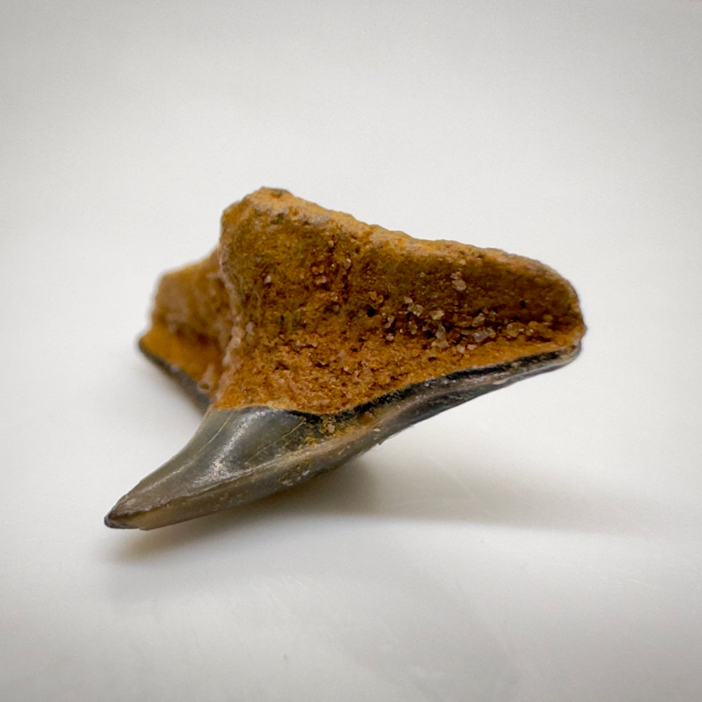 0.43" wide Fossil Squatina angeloides - Angel Shark Tooth from Mainz Basin, Germany R513 front right