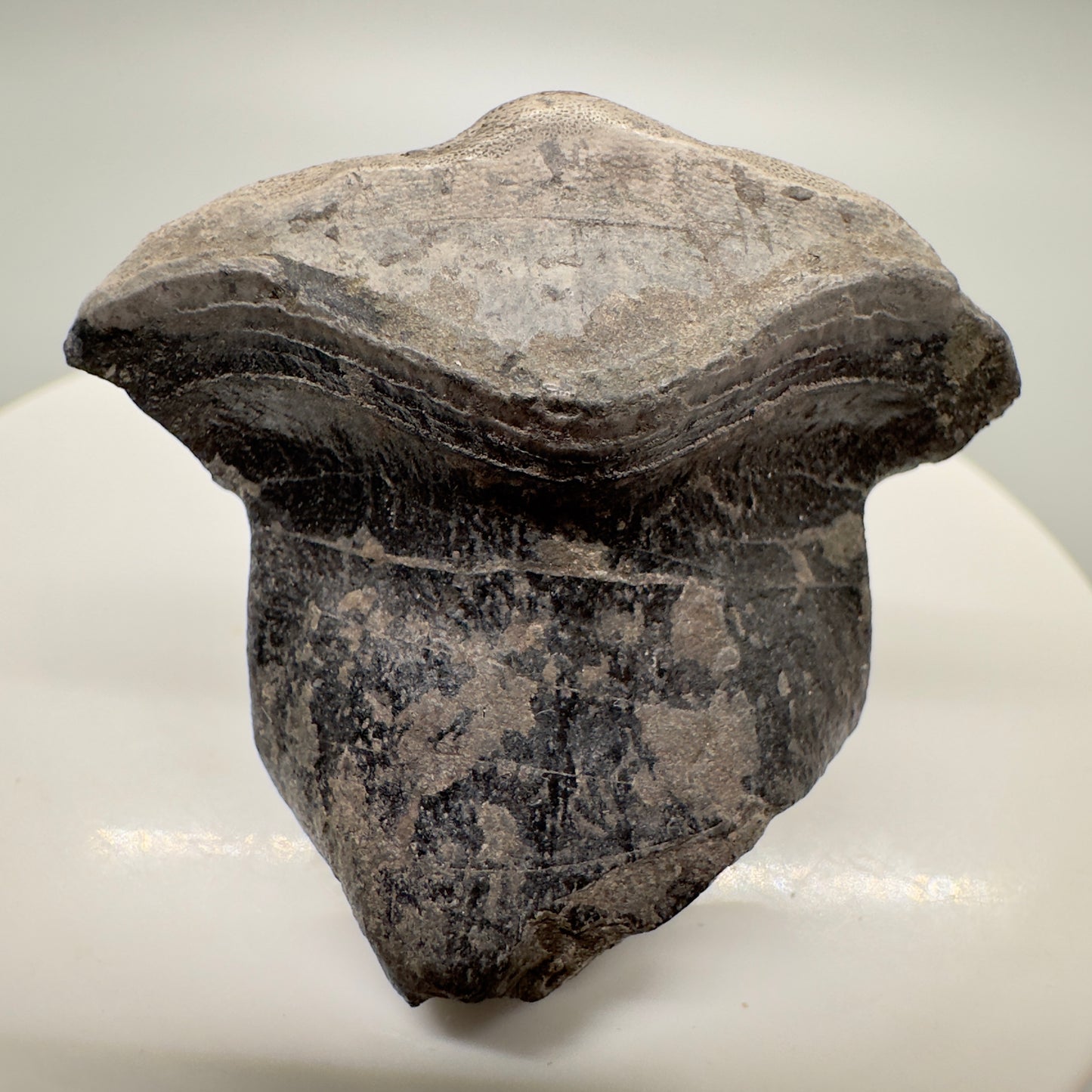 1.31" Extinct Petalodont Shark Tooth from Washington County, Illinois R515 Front