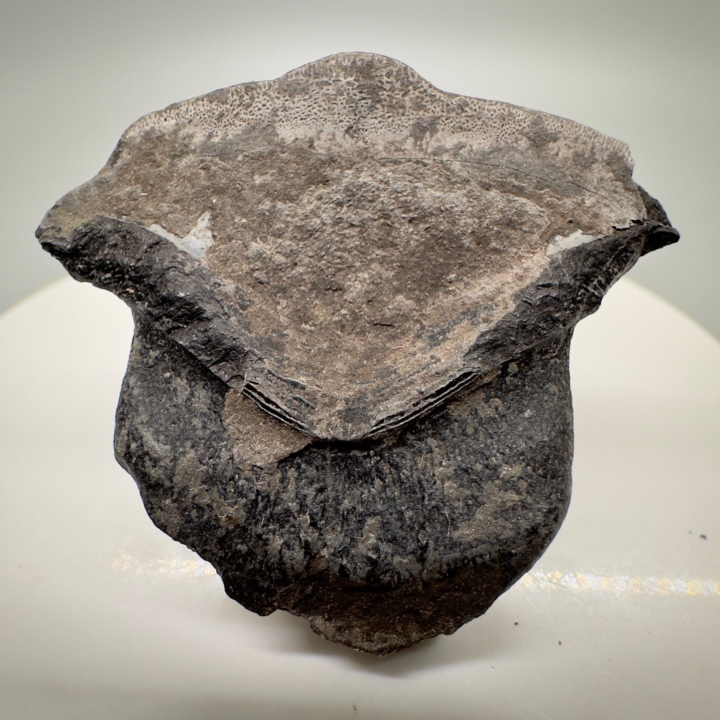 1.31" Extinct Petalodont Shark Tooth from Washington County, Illinois R515 back