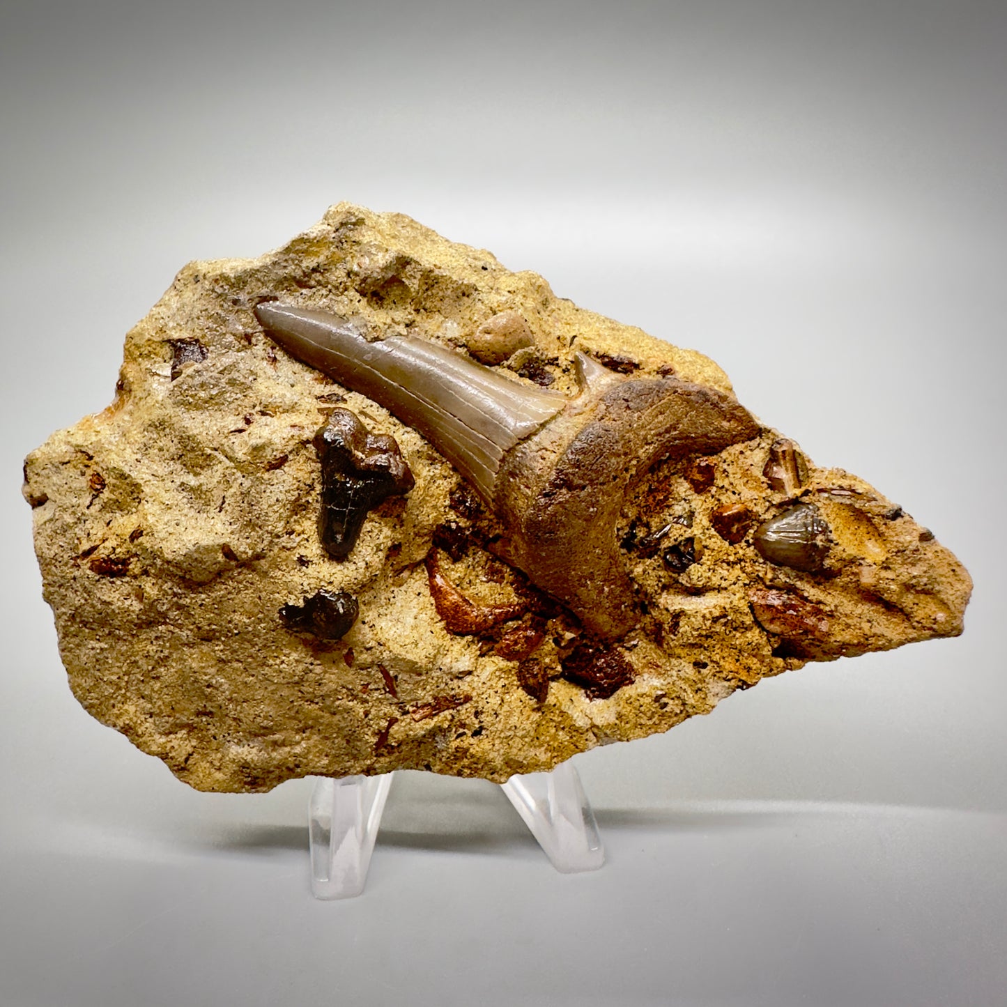 In Matrix, Large 2.31" Fossil Mackerel Shark Tooh + bonus teeth from Edgemont, South Dakota front