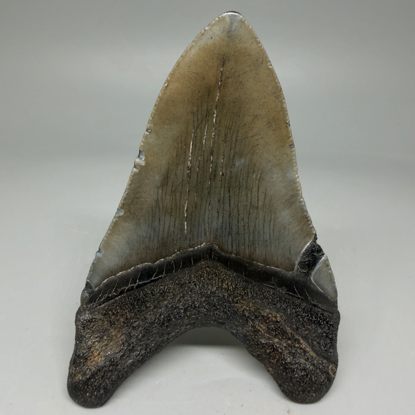 Back View Colorful 3.80" Megalodon Tooth – Colorful Fossil Megalodon Tooth from South Carolina for Sale CM5948