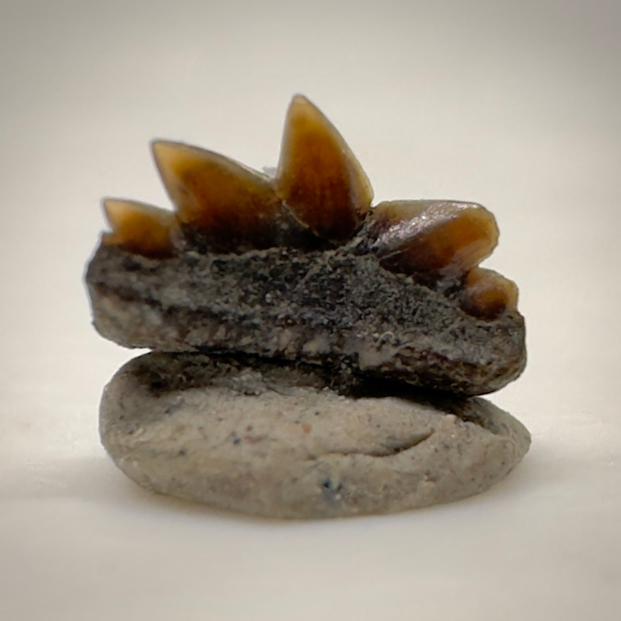 0.22" wide Fossil Hexanchus microdon - Extinct Sixgill Cow Shark Tooth from Hornby Island, Canada R517 back