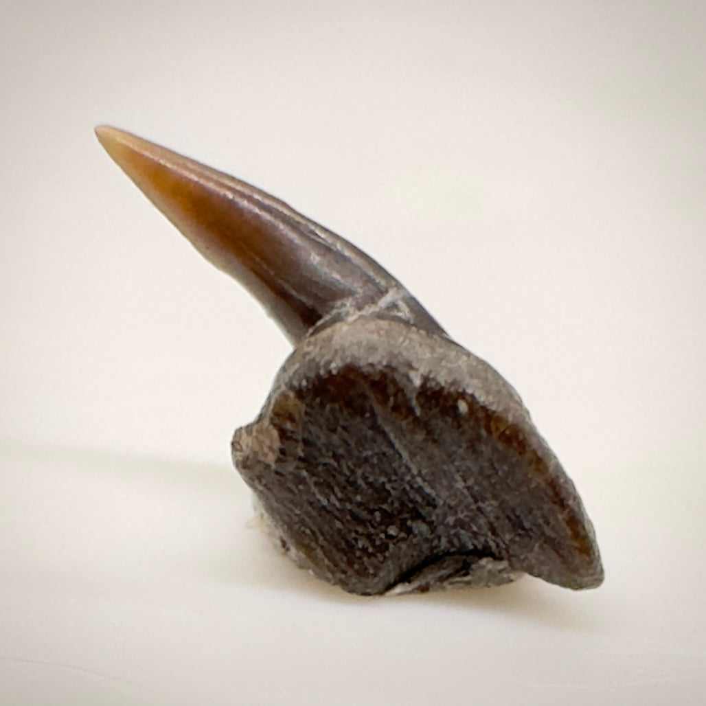 0.30" long Fossil Protoheptranchias lowei - Extinct Sevengill Cow Shark Tooth from Hornby Island R518 Front