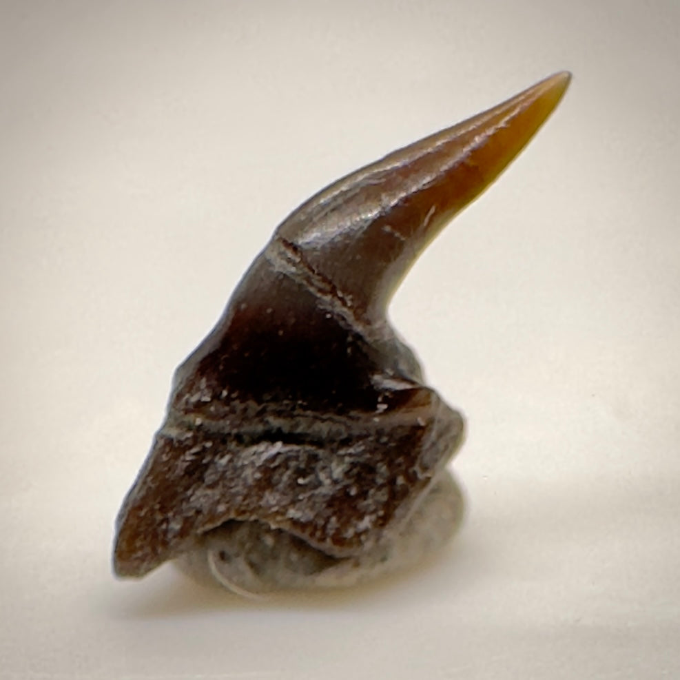 0.30" long Fossil Protoheptranchias lowei - Extinct Sevengill Cow Shark Tooth from Hornby Island R518 back glue detail
