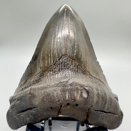 EXTRA LARGE 6.01" Fossil Megalodon Tooth: Scuba Diving, USA CM4698 - Front