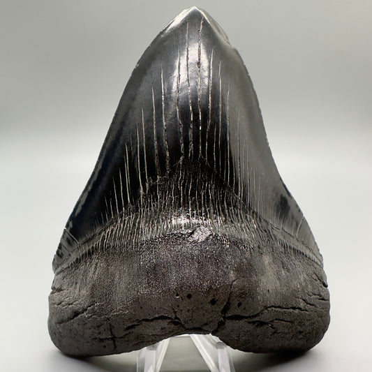 Dark Colors, Large, sharply serrated 5.73" Fossil Megalodon Tooth from Southeast, USA CM4697 - Front