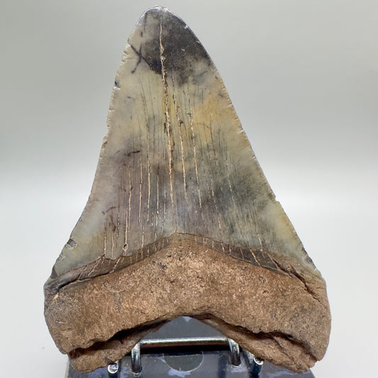 Colorful 4.95" Fossil Megalodon Tooth: Scuba Diving Discovery - Southeast USA CM4696 - Back