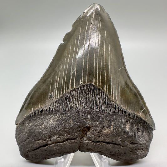 Colorful, sharply serrated 4.45" Fossil Megalodon Tooth: Scuba Diving Discovery - Southeast USA CM4694- Front