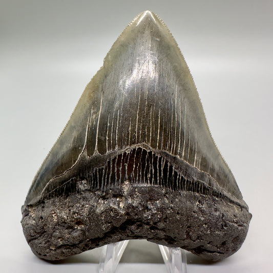 Colorful, sharply serrated 4.59" Fossil Megalodon Tooth: Scuba Diving Discovery - Southeast USA CM4695 - Front