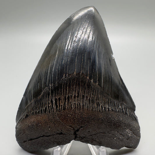 Dark colors, sharply serrated 4.04" Fossil Megalodon Tooth - Southeast USA CM4692 - Front