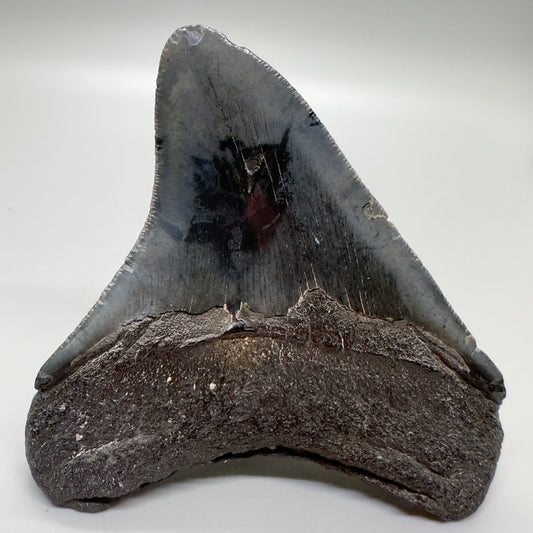 Colorful lateral 3.83" Fossil Megalodon Tooth from Southeast USA CM4690 - Back