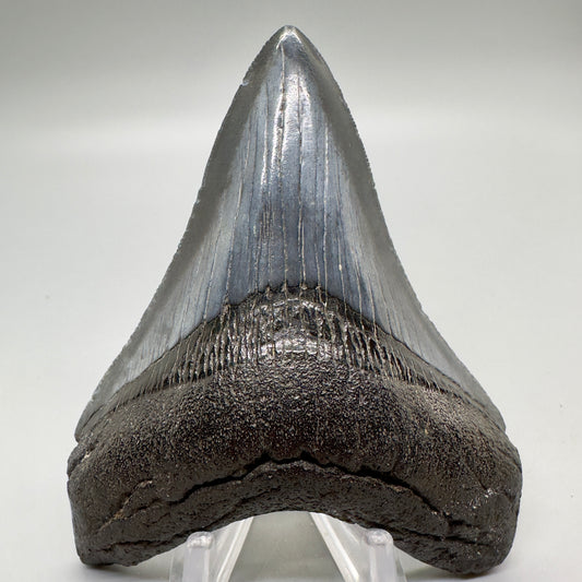 Beautiful 3.73" Fossil Megalodon Shark Tooth:  Southeast USA CM4691 - Front
