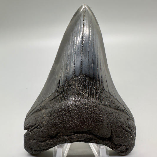 Dark colors, lower 4.28" Fossil Megalodon Tooth - Southeast USA CM4693 - Front
