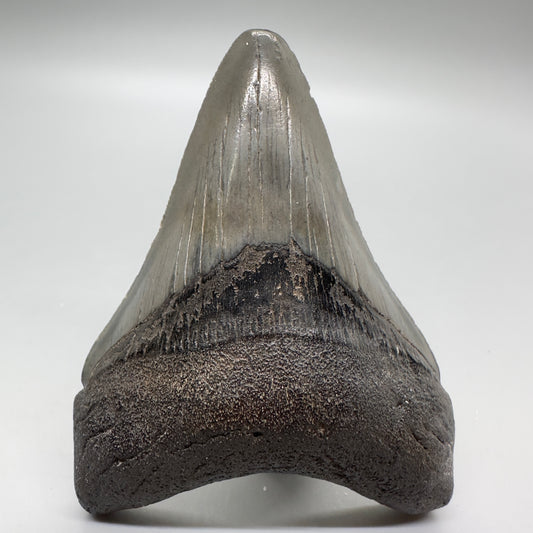 Beautiful 3.18" Fossil Megalodon Shark Tooth: Southeast USA CM4689 - Front